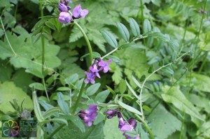 vicia sepium (3)